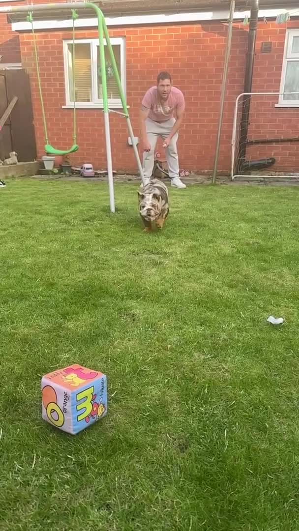 English Bulldog dogs for sale: Chocolate tri merle female in Preston - Video 1