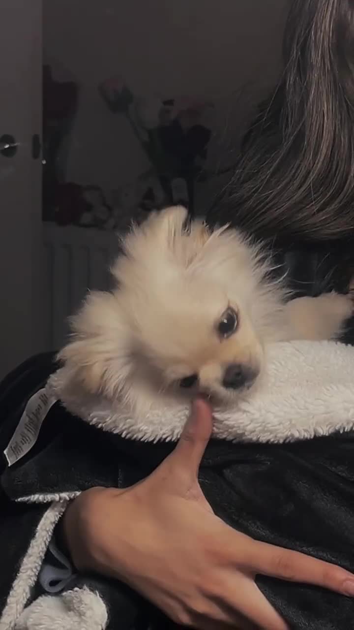 Mixed Breed dogs for sale: CUTE FEMALE PUPPY AVAILABLE 🐾🐶 - Video 1