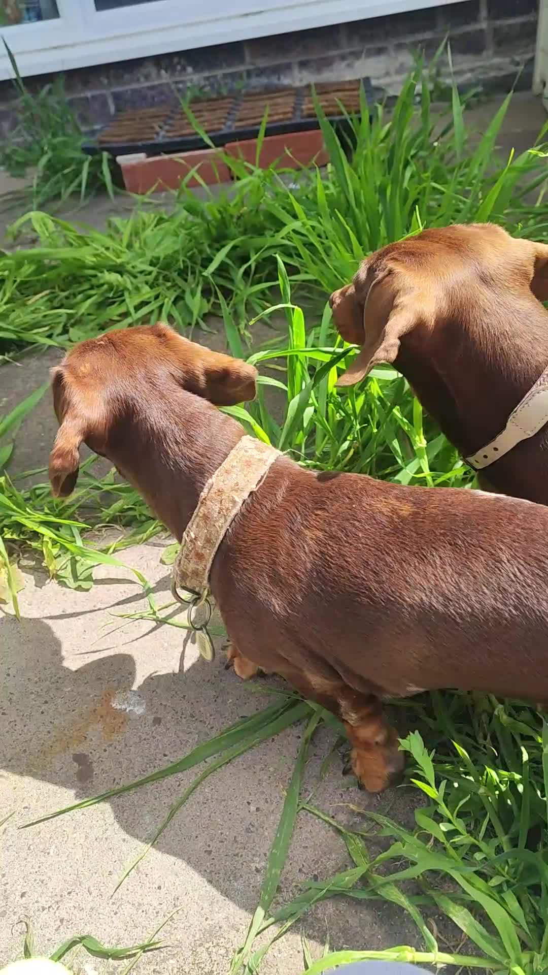 Dachshund dogs for sale: Dachshund puppies  - Video 1