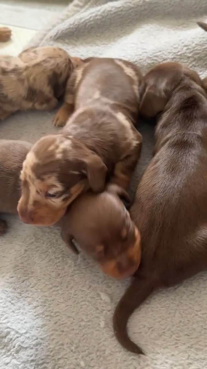 Miniature Dachshund dogs for sale: Beautiful mini Daxis  - Video 1