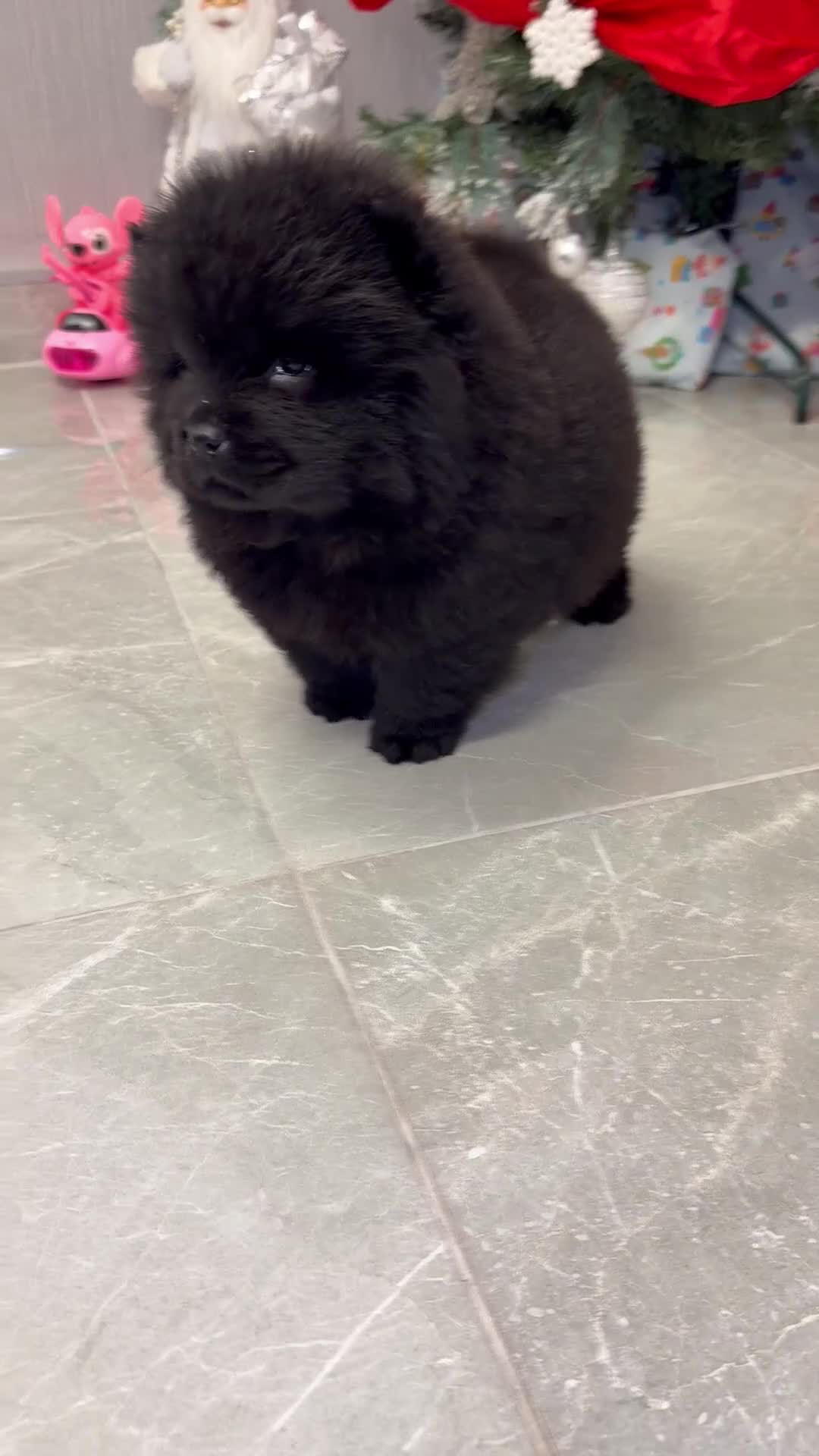 Chow Chow dogs for sale: Chow chow puppies for sale  - Video 1