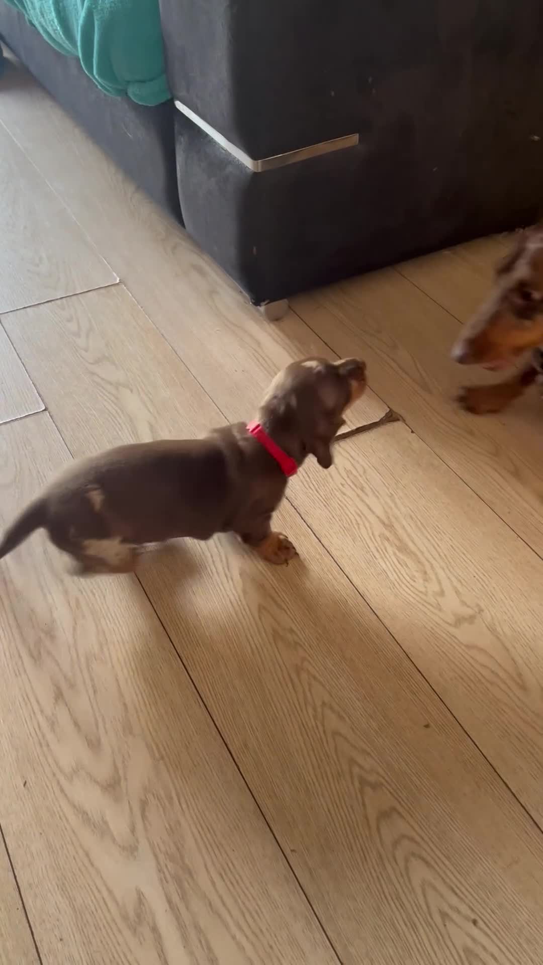 Dachshund dogs for sale: Dachshund puppies for sale  - Video 2