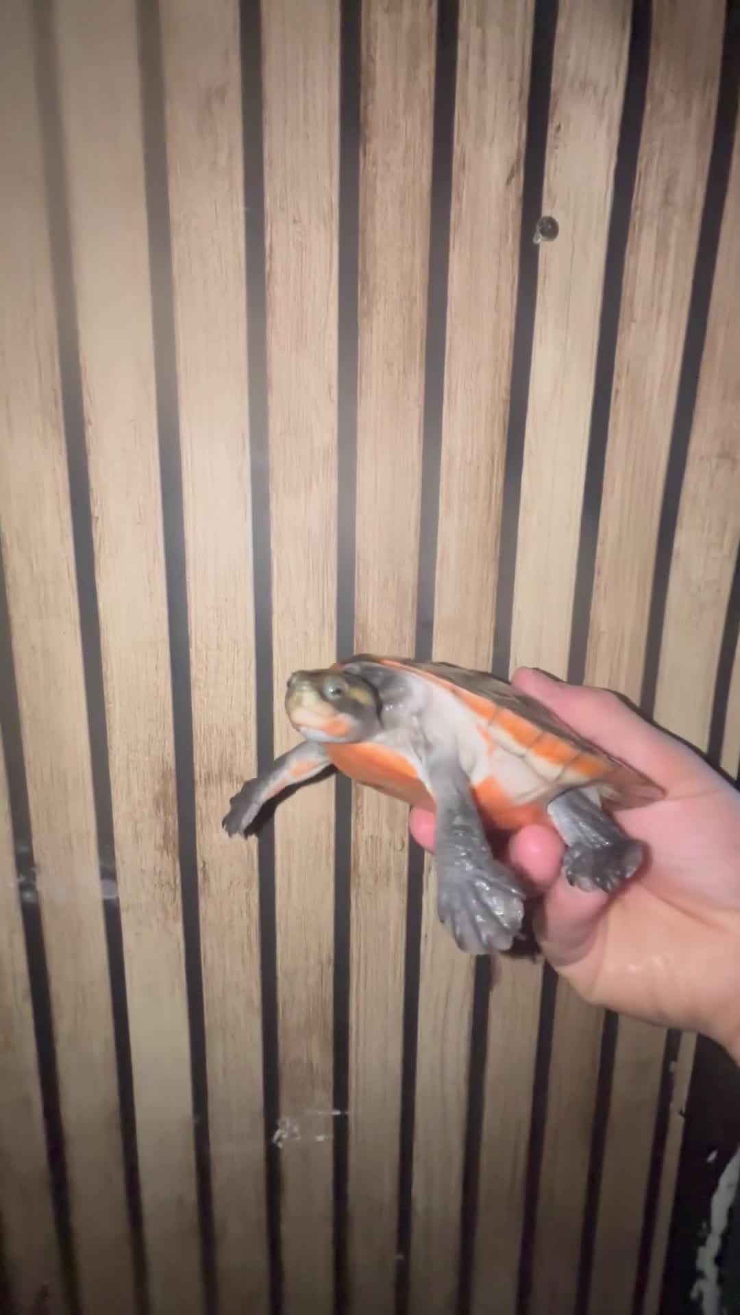 Turtle reptiles for sale: Breeding pair Com Musk Turtles - Video 2