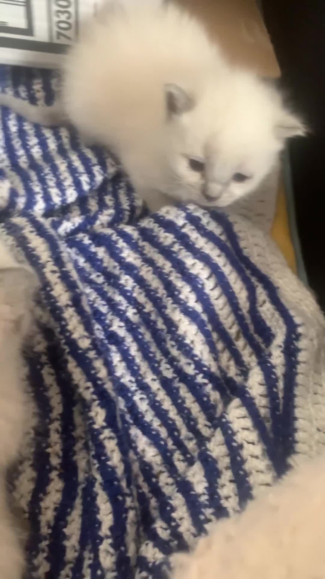 Ragdoll cats for sale: Rag doll/siemese - Video 2