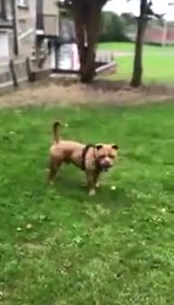 Olde English Bulldogge dogs for sale: Beautiful OE Bulldog needing a new home - Video 2