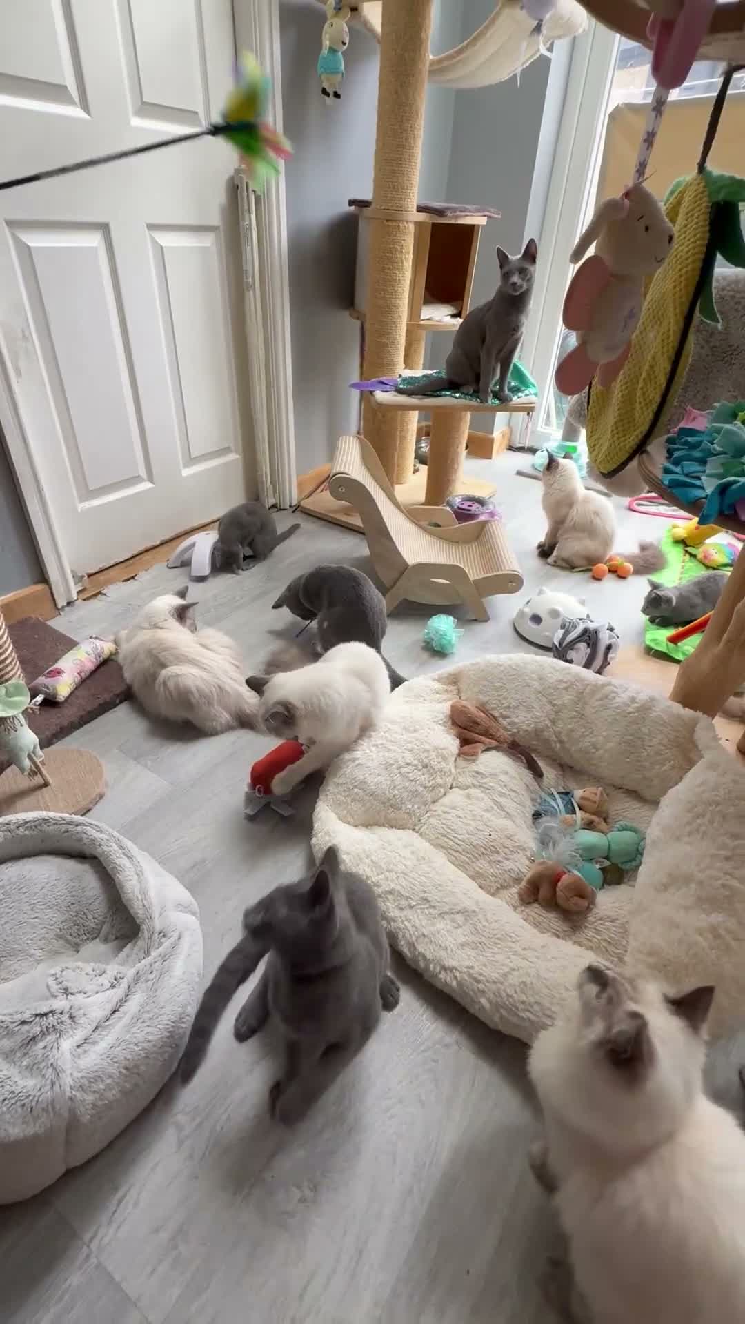 Ragdoll cats for sale: 🥇AWARD WIN 🏆 GCCF RAGDOLL KITTENs 16 & 20 WKS  - Video 3