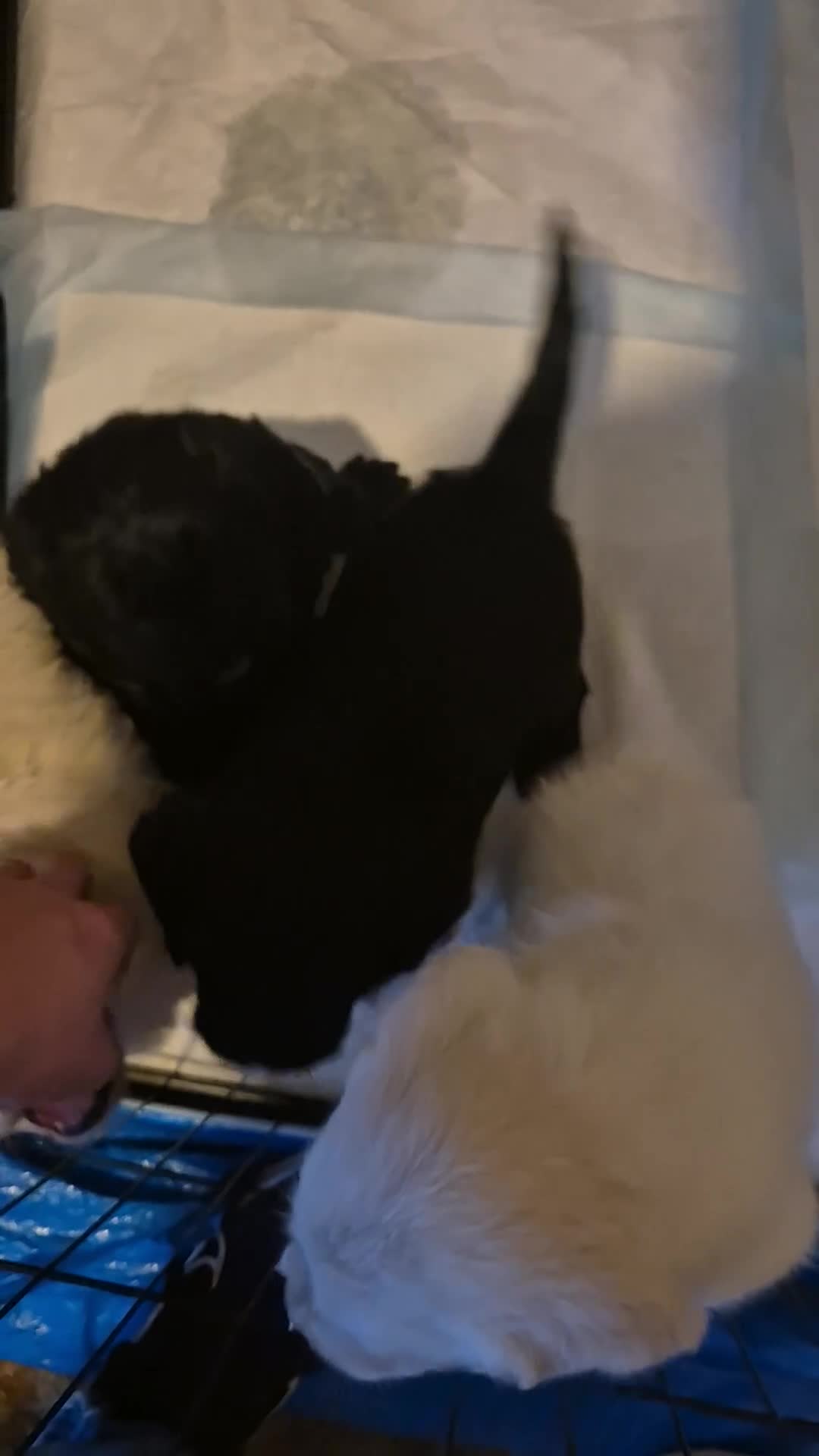 Mixed Breed dogs for sale: Stunning Litter of Labradoodle x Pyrenees - Video 2