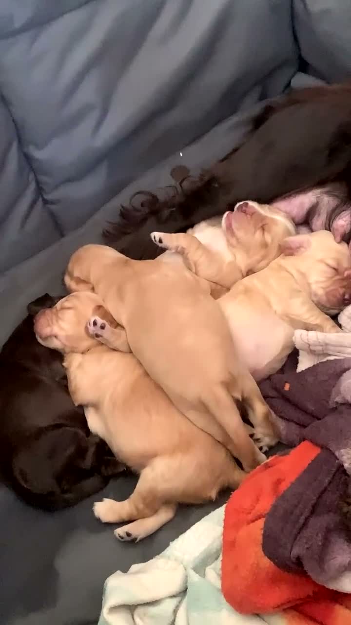 Cocker Spaniel dogs for sale: Cocker Spaniel Puppies - Video 1