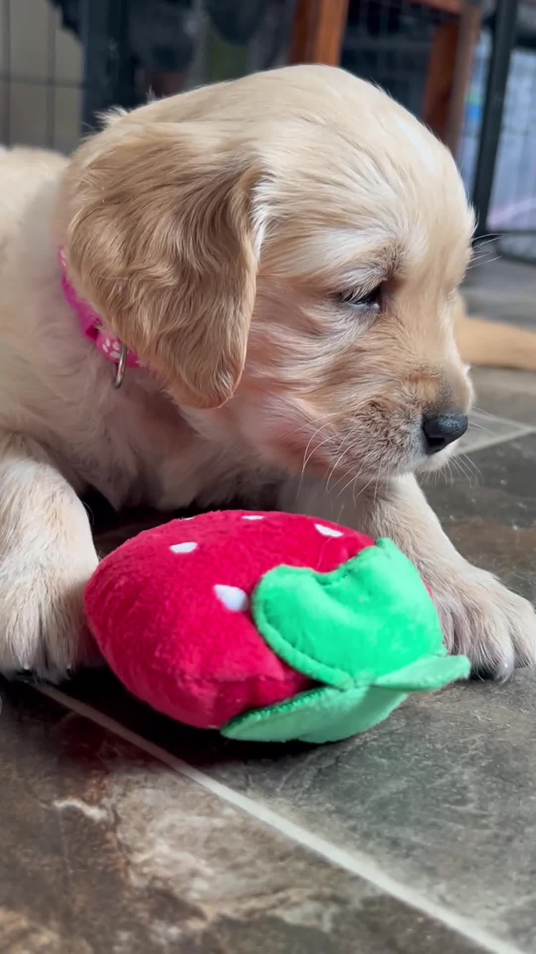 Golden Retriever dogs for sale: Golden retriever puppies!  - Video 1