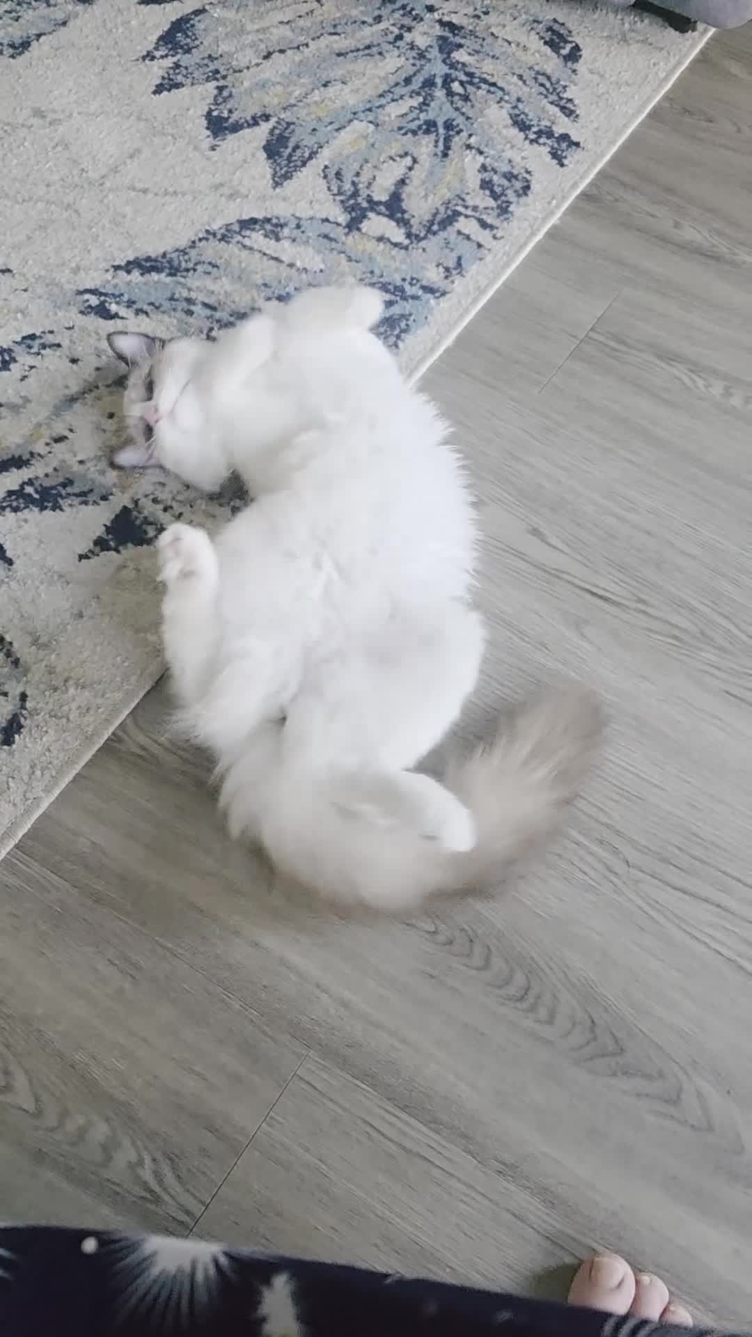 Ragdoll cats for sale: Gorgeous Blue Bicolor Ragdoll Girl for sale 🐾💙 - Video 2