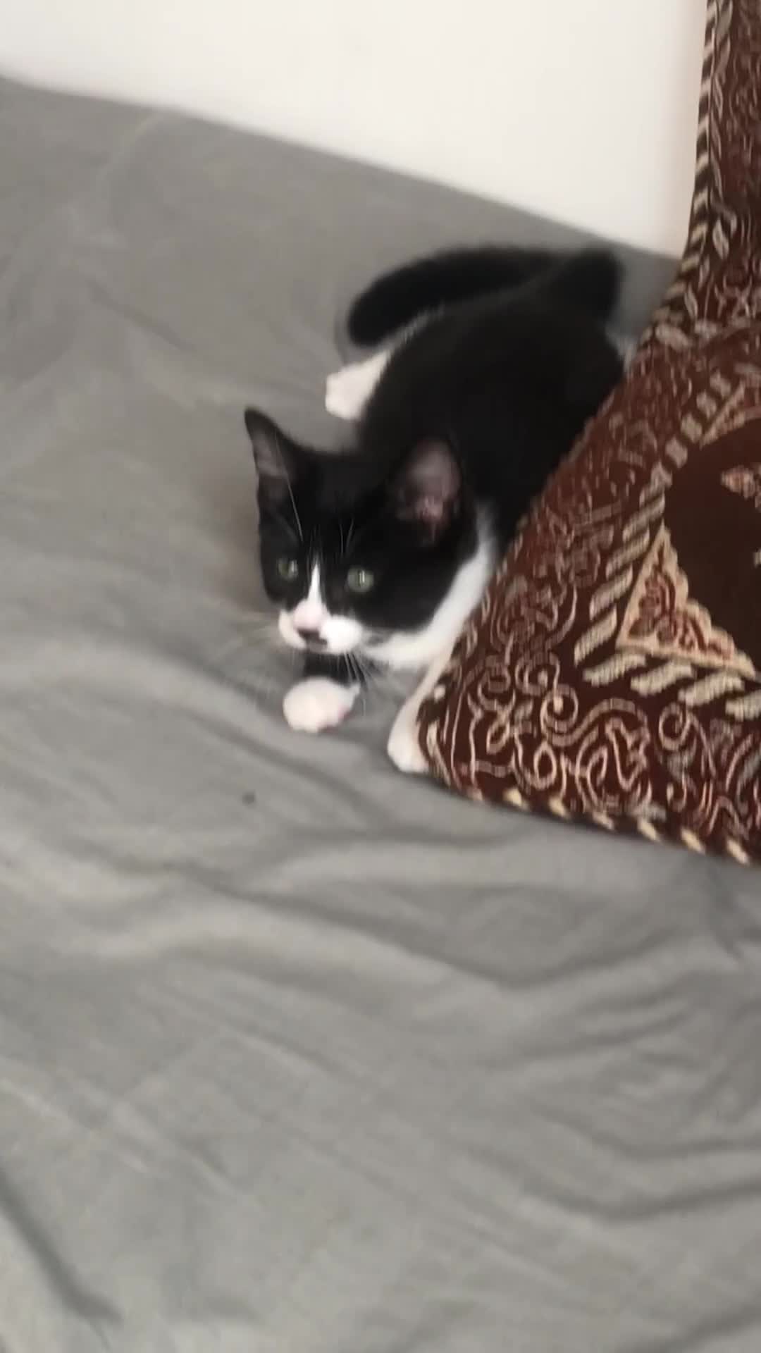 Domestic Shorthair cats for sale: Adorable Tuxedo Kitten - Looking for a Loving Home - Video 1