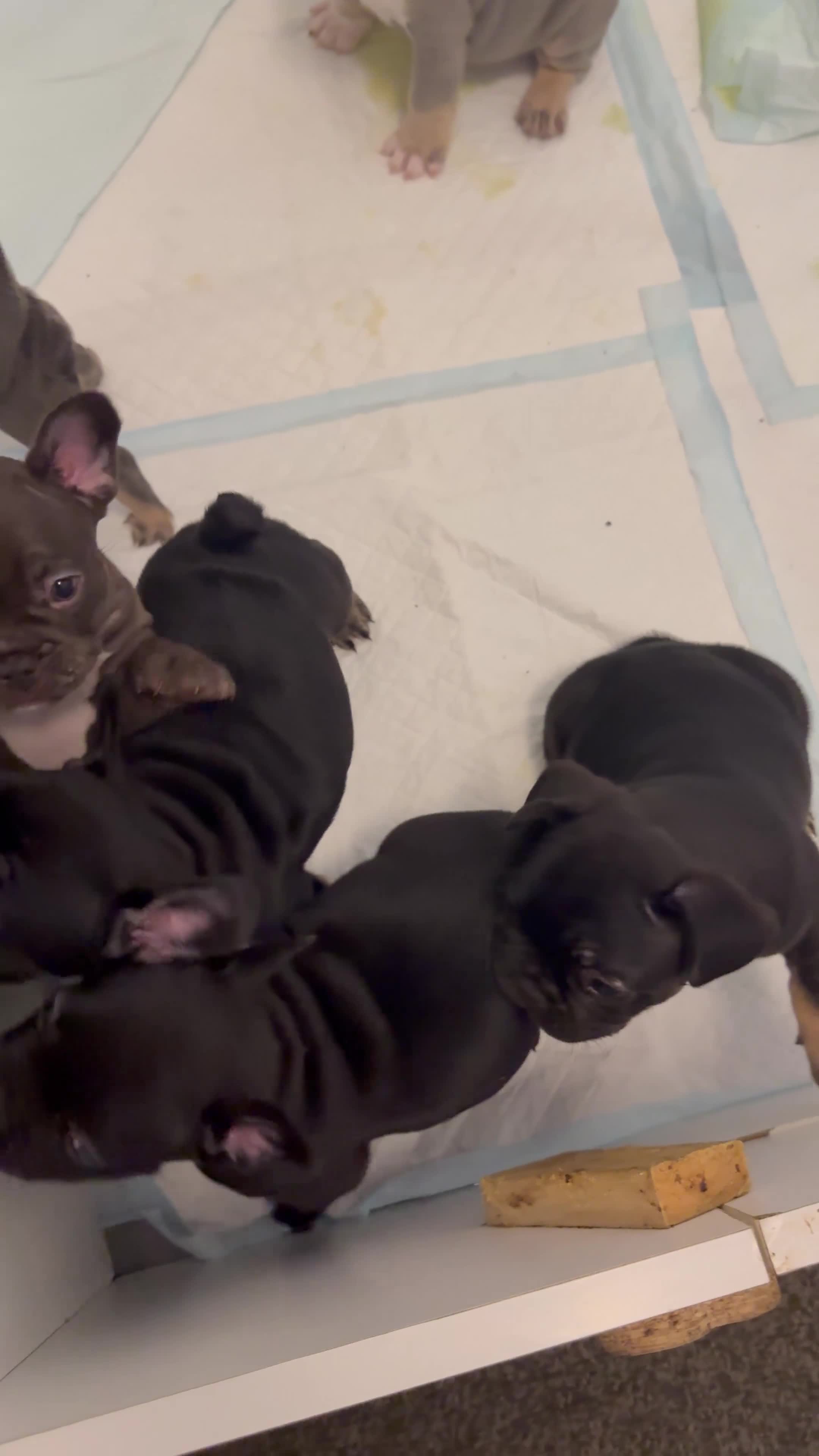 French Bulldog dogs for sale: French Bulldogs  - Video 1
