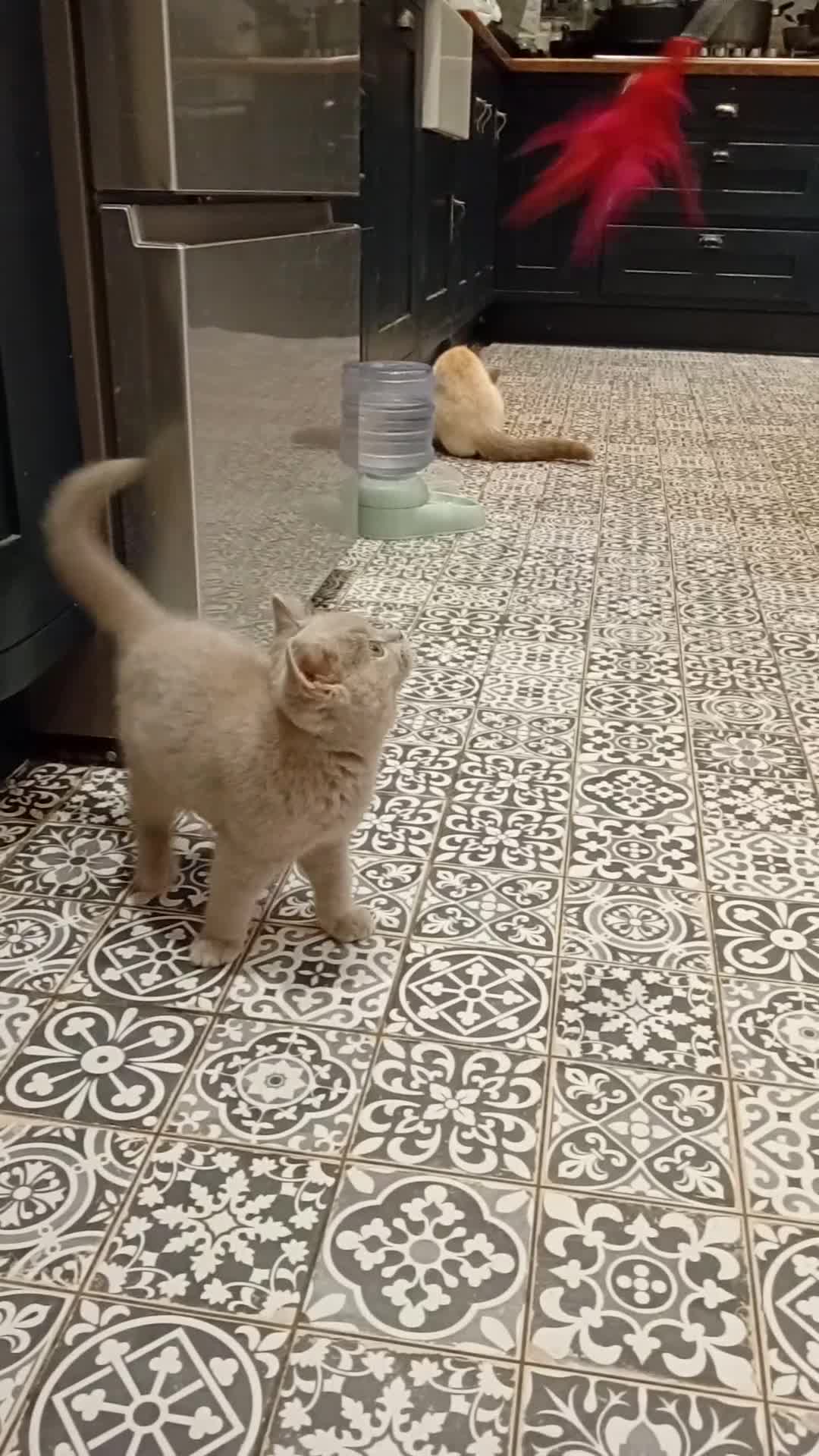 British Shorthair cats for sale: Gccf British short hair kittens ready to leave - Video 1