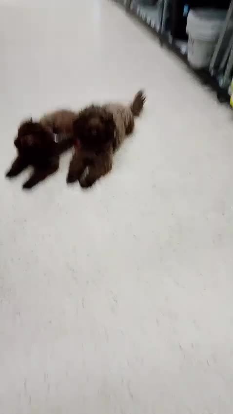 Cockapoo dogs for sale: F2 cockapoos  - Video 1