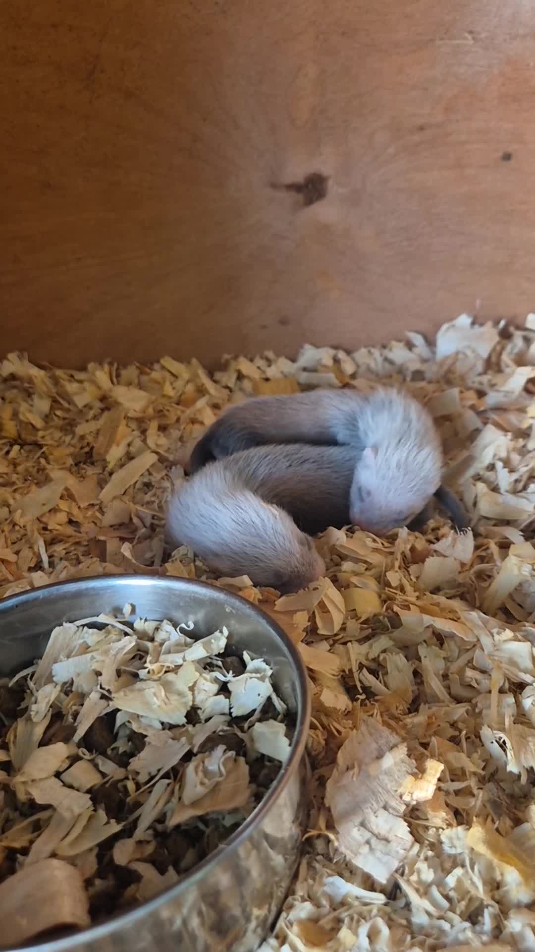 Ferret rodents for sale: Ferret kits looking for forever homes - Video 1