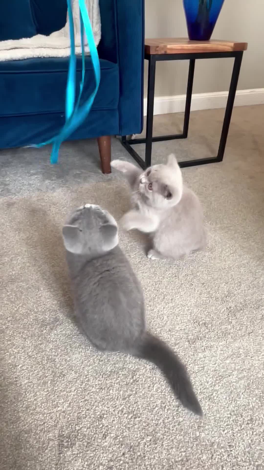 British Shorthair cats for sale: Champion lines🏆 Pedigree British Shorthairs - Video 1