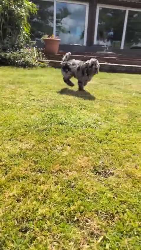 Cavapoo dogs for sale: Adorable Cavapoo puppies - Video 1