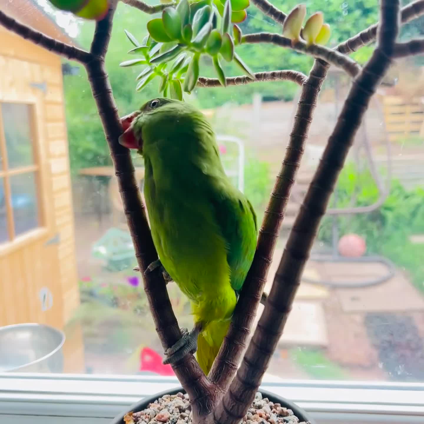 Parrots birds for sale: Gorgeous Indian ringnick parrot for sale  - Video 1