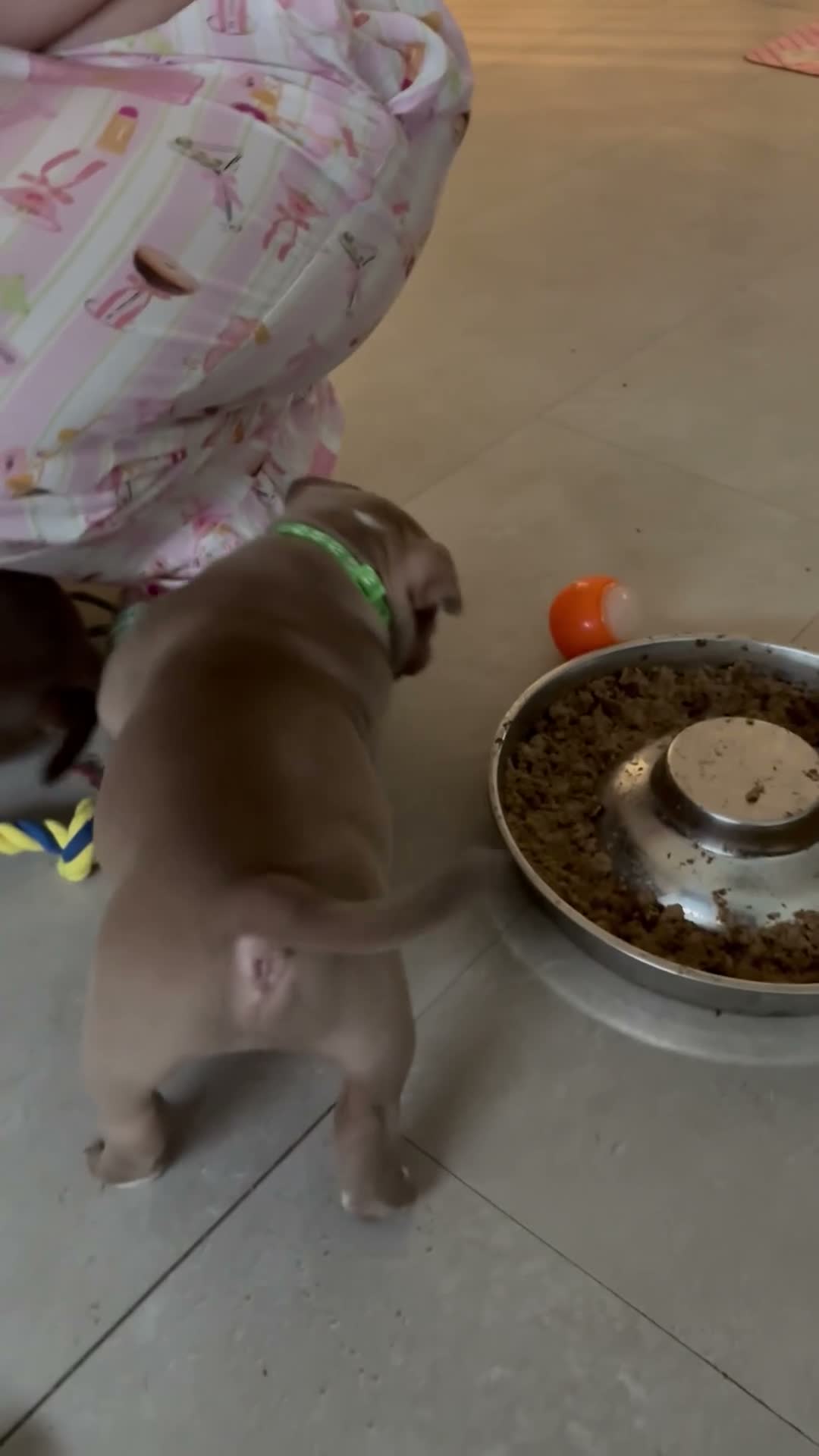 American Bully dogs for sale: Looking for there forever home - Video 2