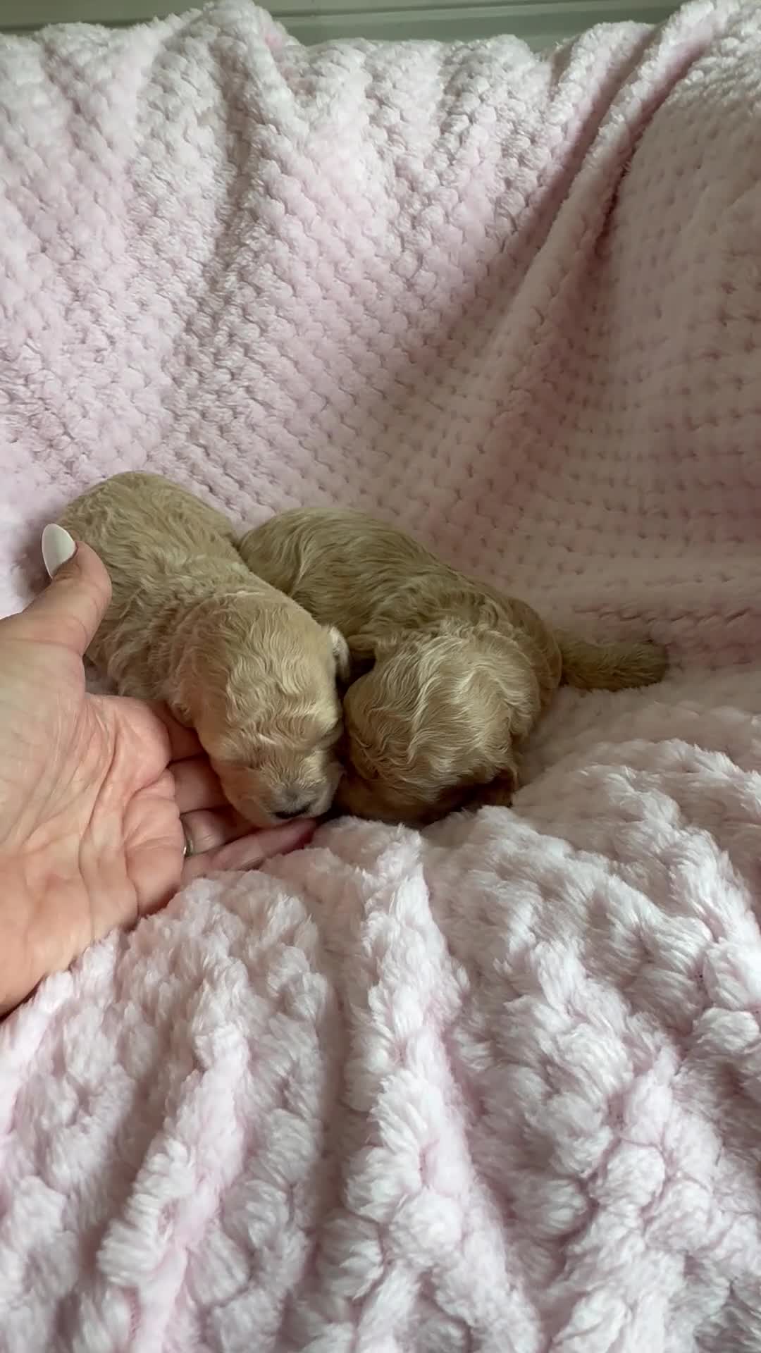Maltipoo dogs for sale: Champagne F1 Maltipoo Puppies  - Video 4