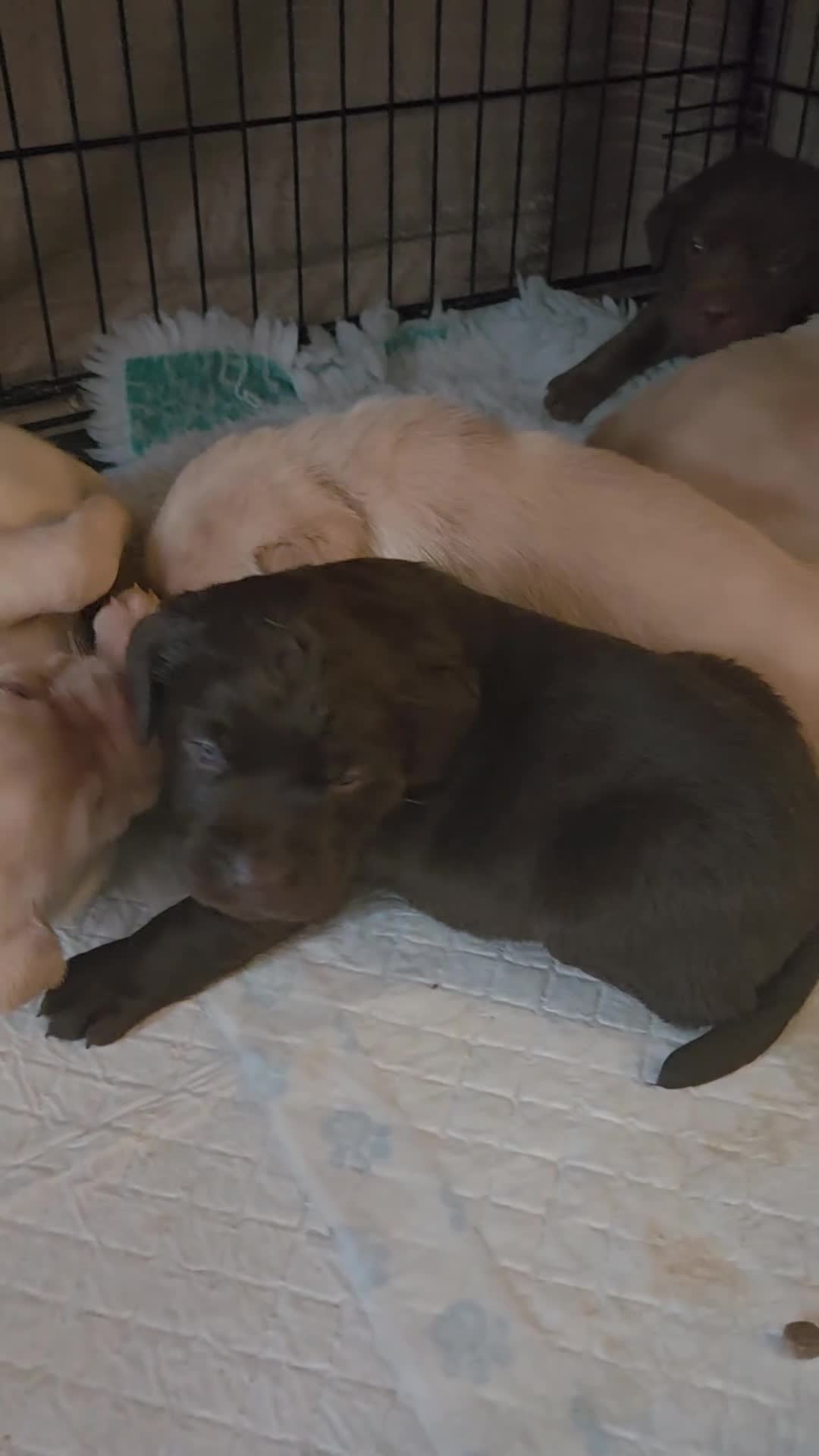 Labrador Retriever dogs for sale: Kc Registered quality labrador BOYS AVAILABLE  - Video 1
