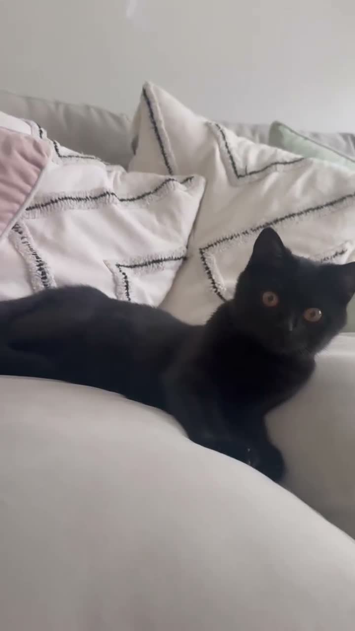 Scottish Fold cats for sale: Scottish Straight  in Hull - Video 1