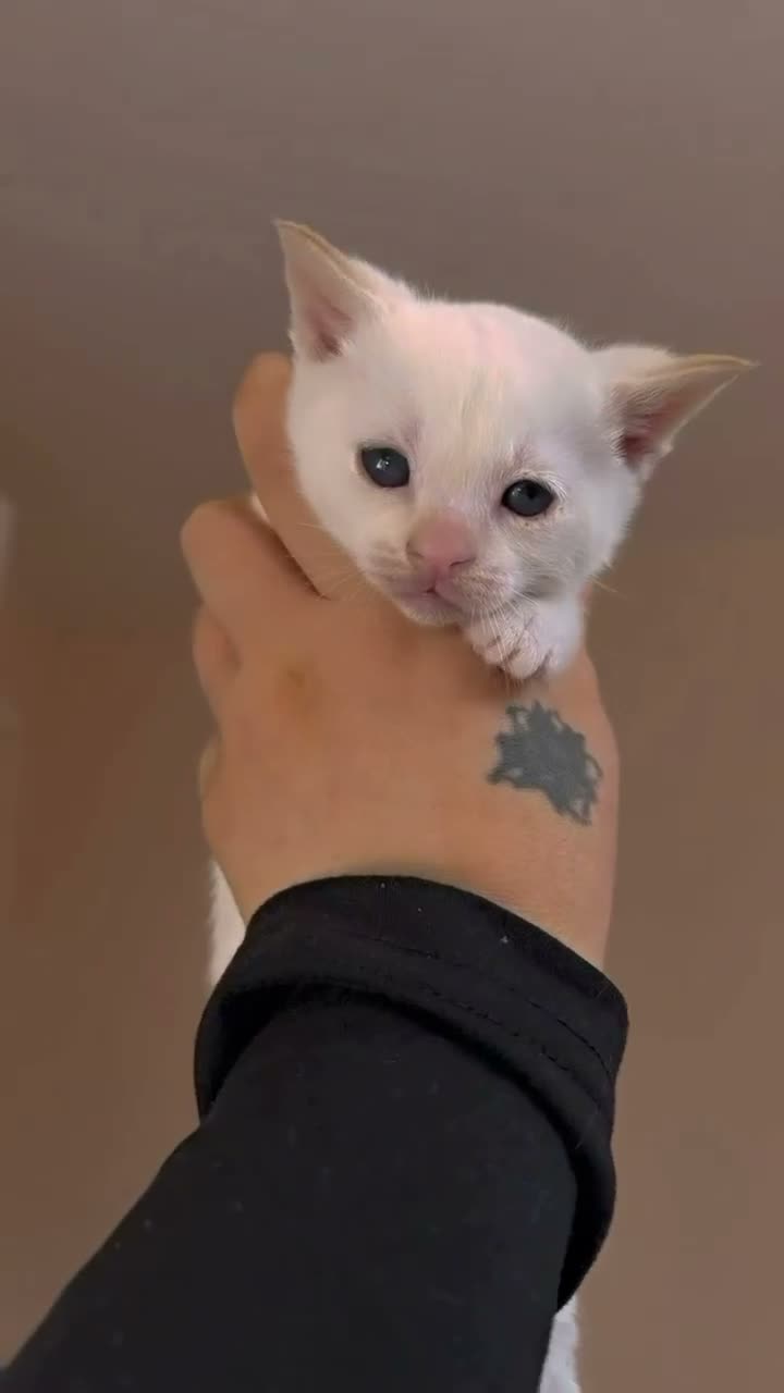 Siamese cats for sale: Siamese - Video 2