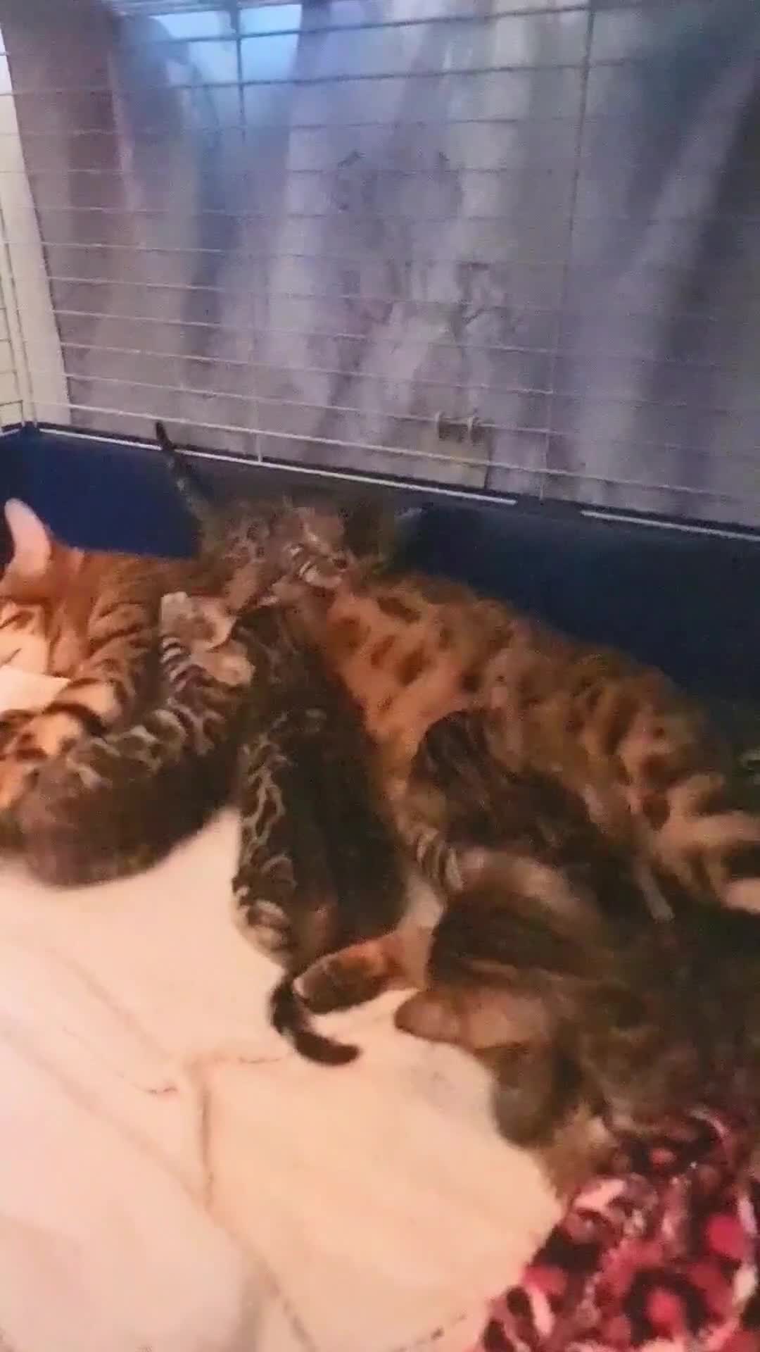 Bengal cats for sale: Beautiful Bengal Kittens  in Sutton - Video 1