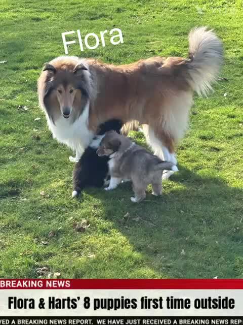 Rough Collie dogs for sale: Stunning rough collies in Dumfries - Video 1