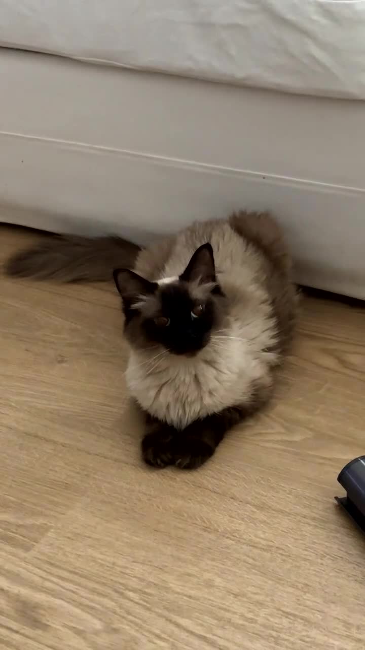 Ragdoll cats for sale: Ragdoll Chocolate point🐾🩷 - Video 1