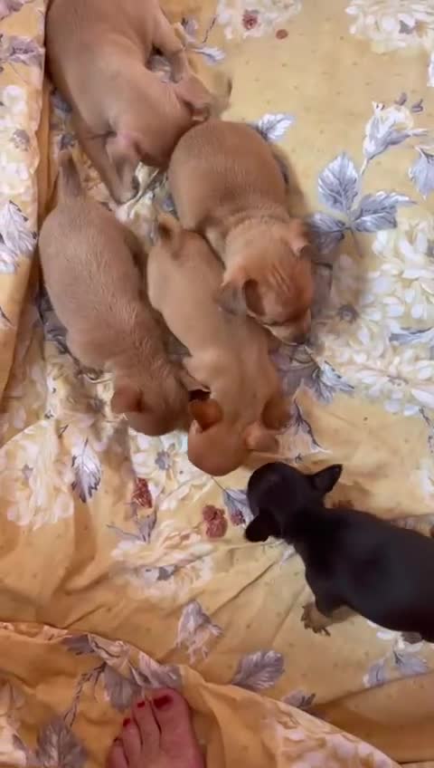 Chihuahua dogs for sale: Adorable Chihuahuas £650-£700 “Boys & Girls’ - Video 2