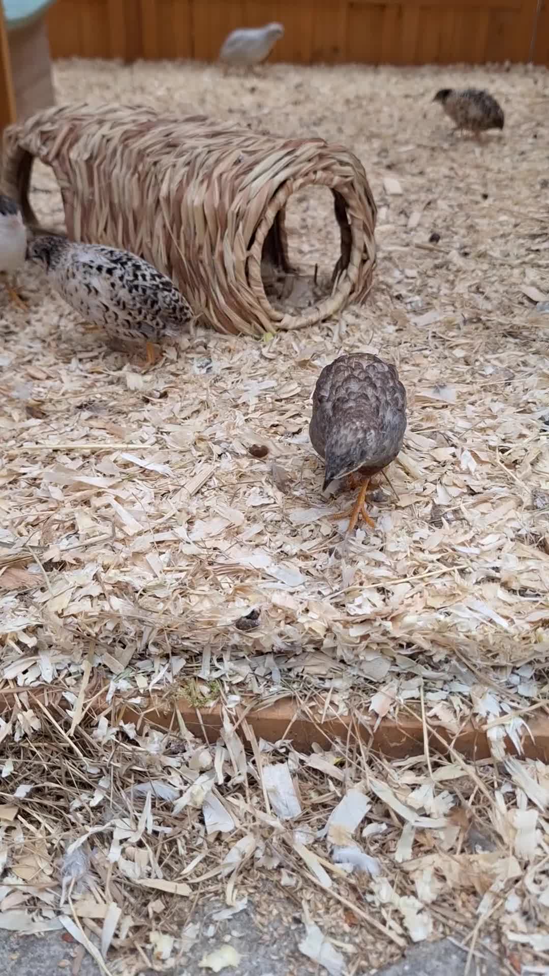 Quail poultry for sale: Chinese Painted Button Quails - Video 1