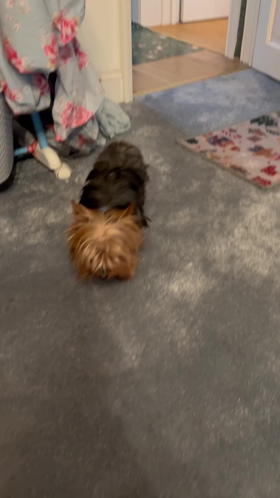 Yorkshire Terrier dogs for stud: Male Yorkie for stud  - Video 1