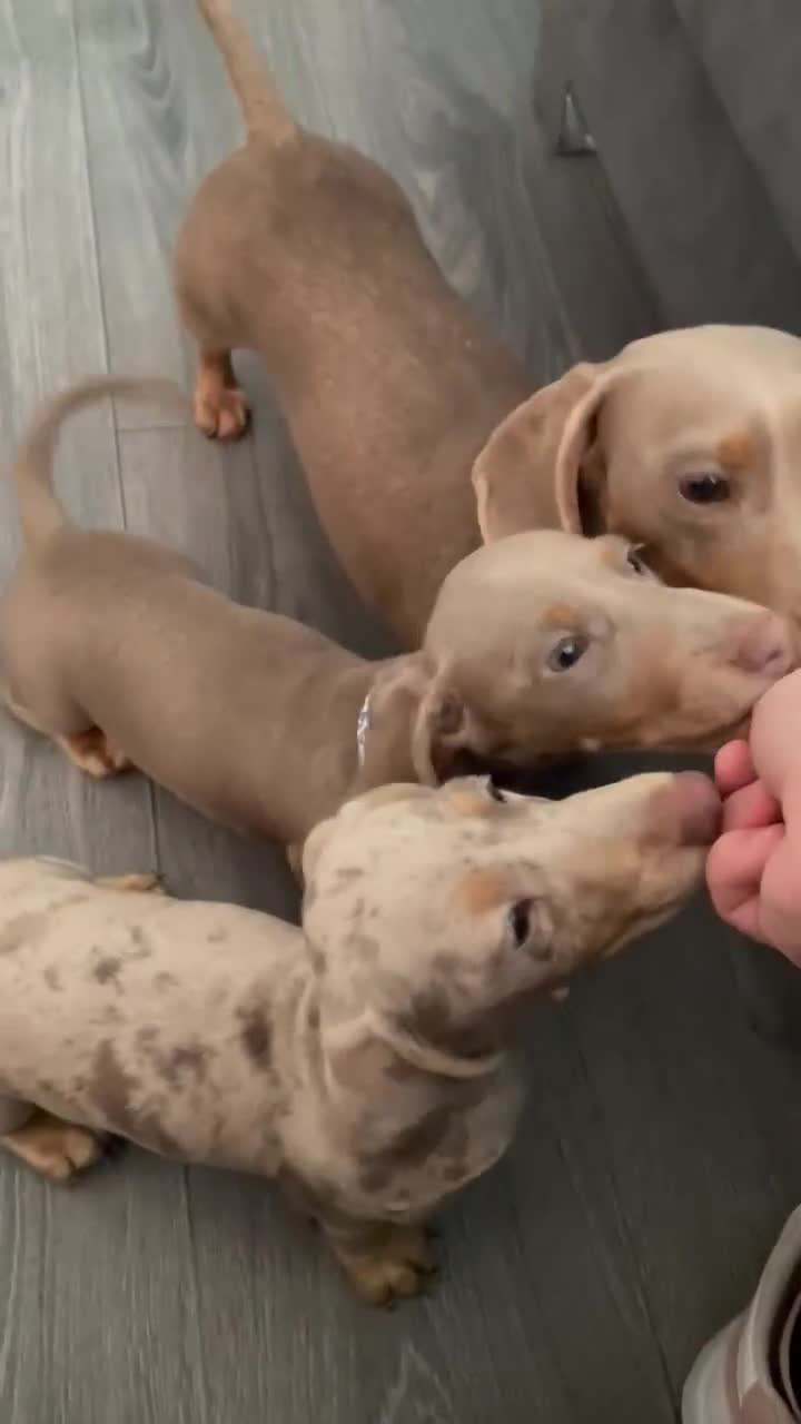 Miniature Dachshund dogs for sale: KCRegistered Miniature SmoothHaired Dachshund Boys - Video 2
