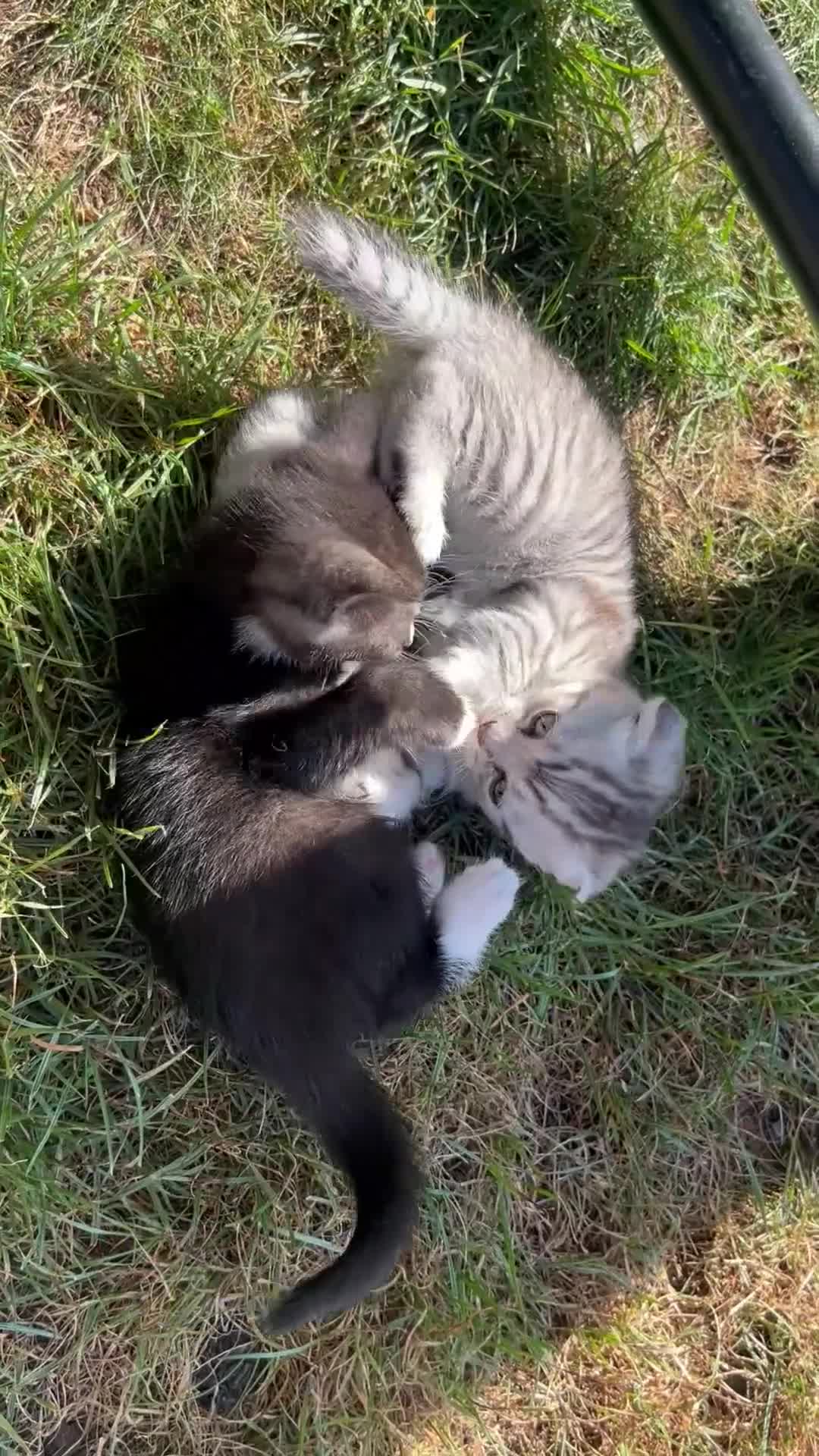 Mixed Breed cats for sale: 6 Beautiful Kittens - Video 3