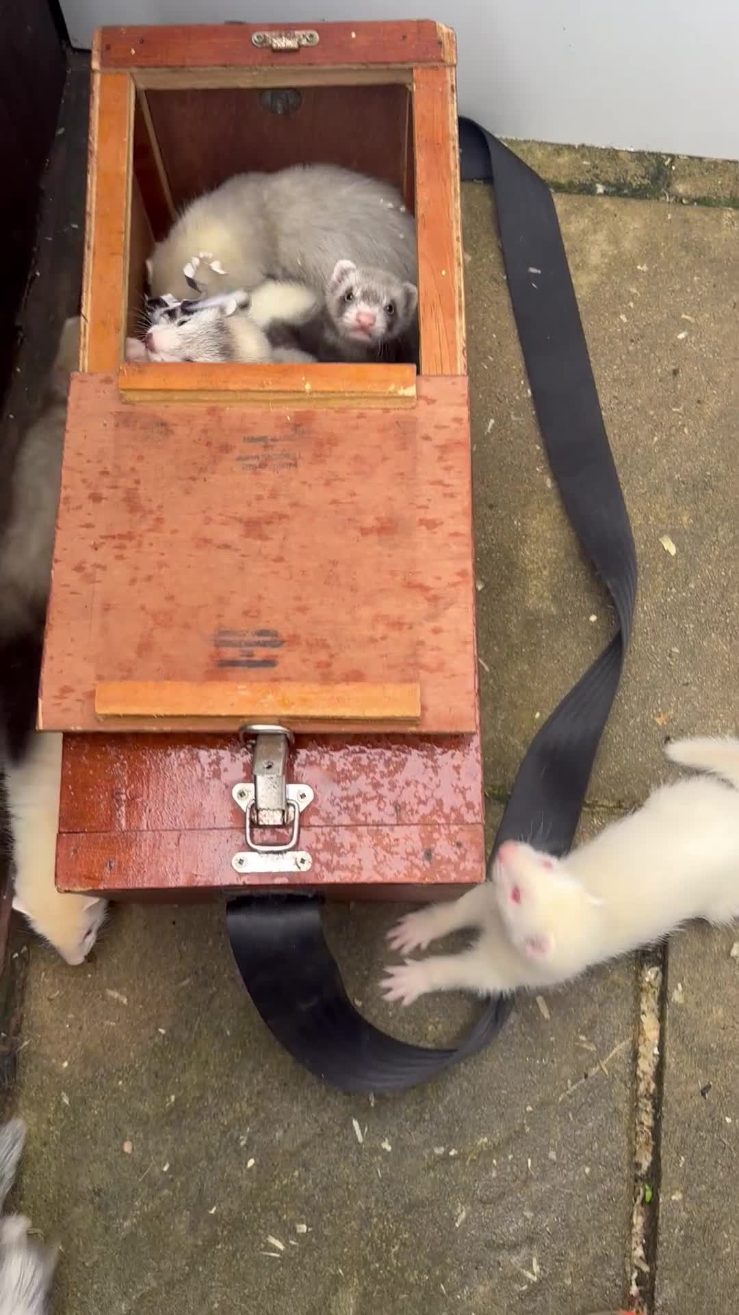 Ferret rodents for sale: Ferret kits - Video 1