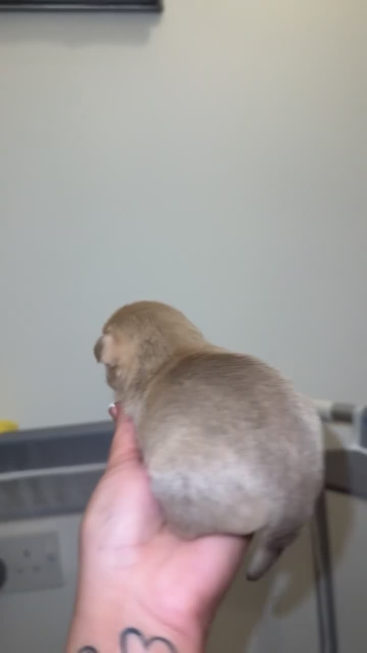 Chihuahua dogs for sale: Beautiful chihuahuas puppies for sale  - Video 1