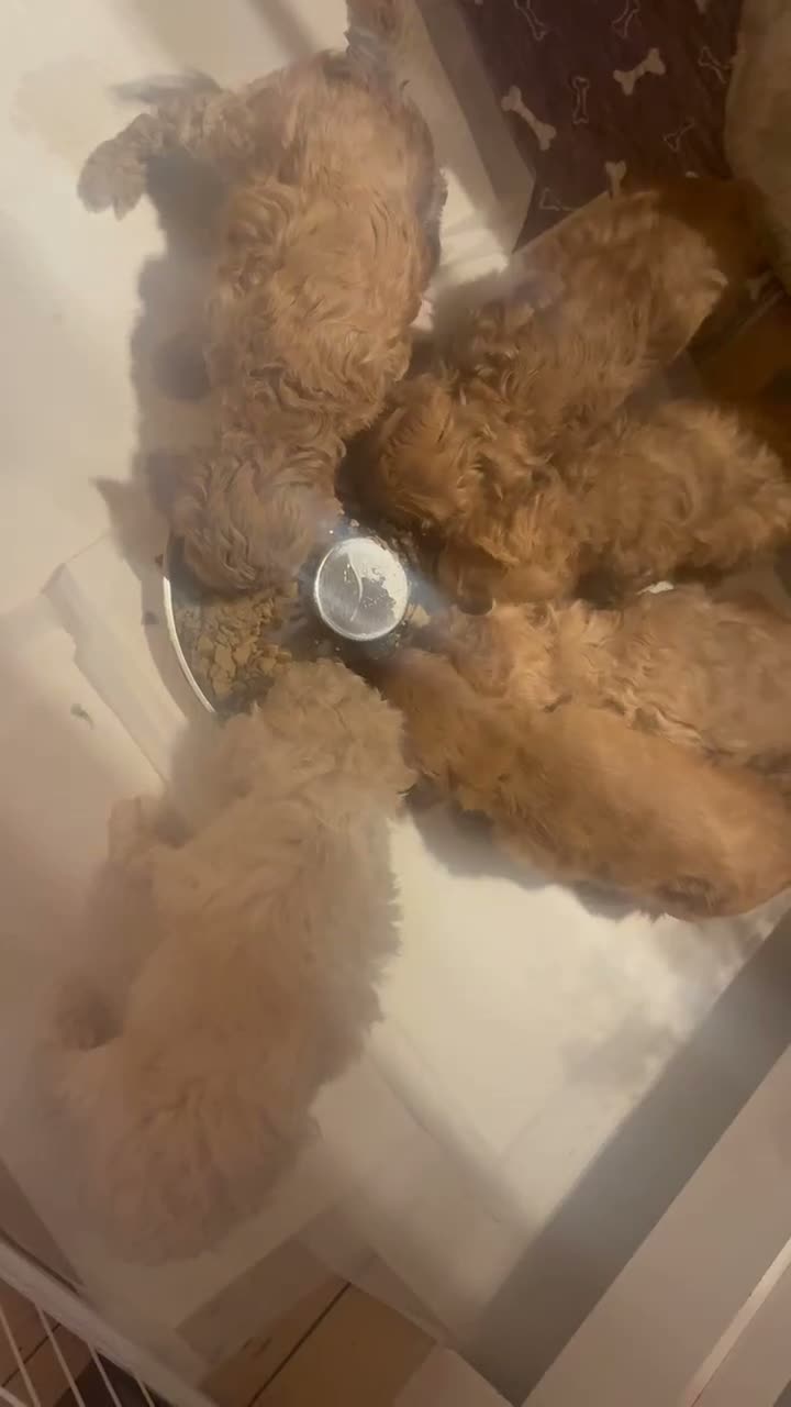 Cockapoo dogs for sale: Adorable Toy Cockapoos (F1b) - Video 1