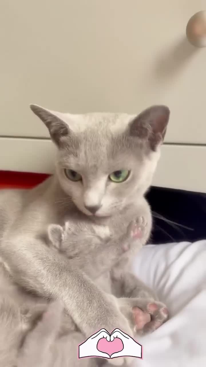 Russian Blue cats for sale: 💎 Stunning TICA Registered Russian Blue Kitten 💎 - Video 1