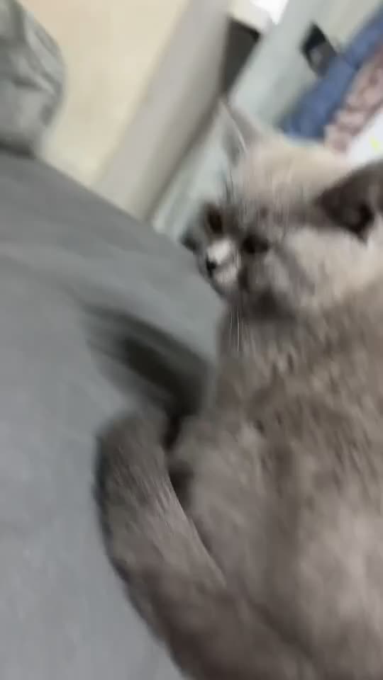 British Shorthair cats for sale: Mister Max in Slough - Video 1