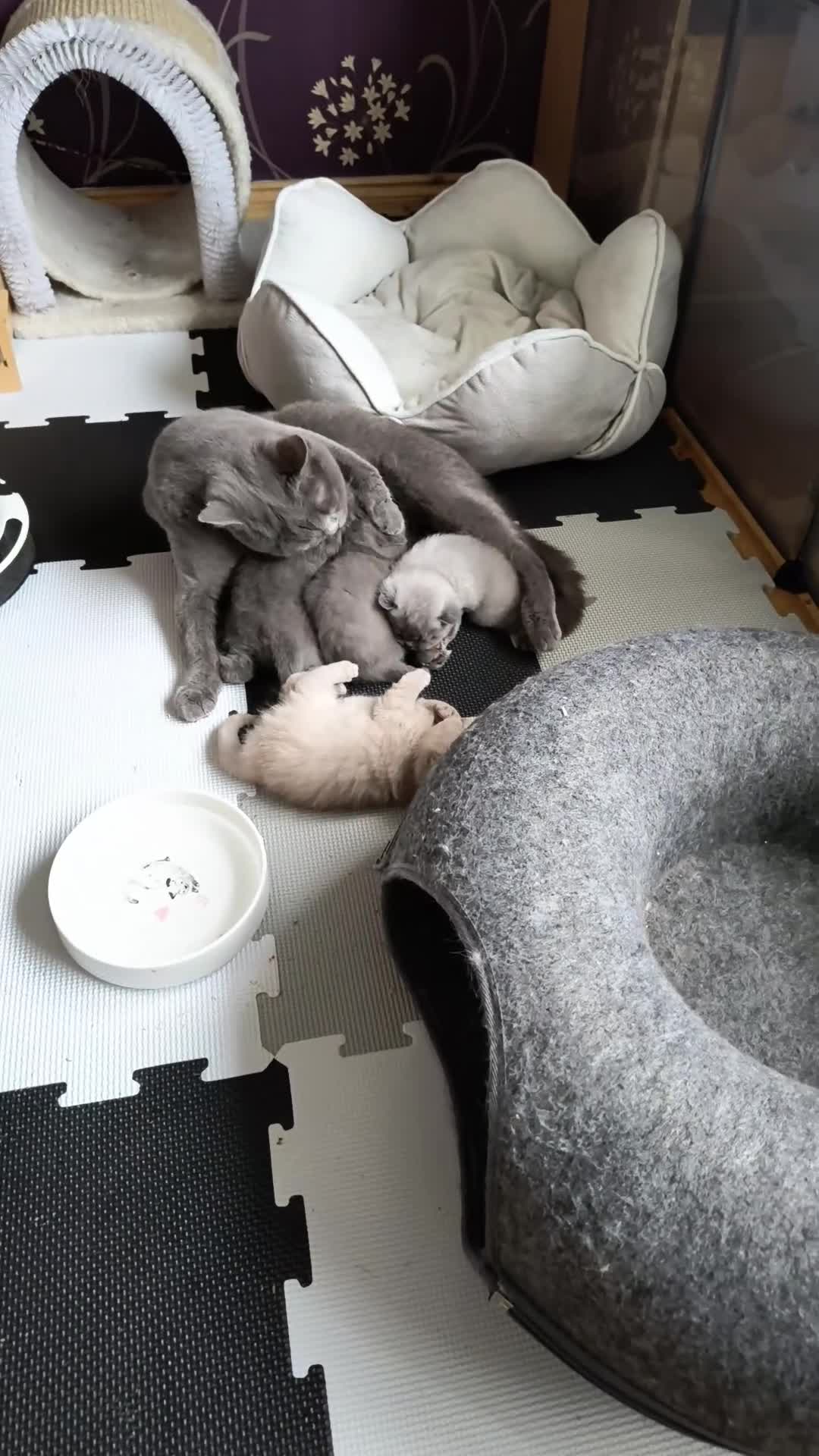 British Shorthair cats for sale: Magnificent litter Champion bloodline  - Video 2