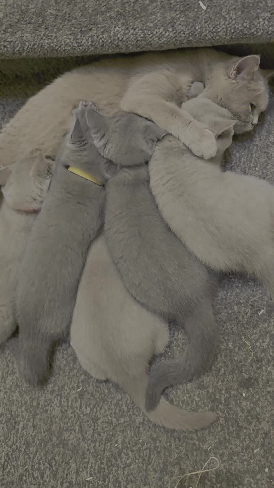 British Shorthair cats for sale: GCCF Active Parents- 6 British Shorthair Kittens - Video 2