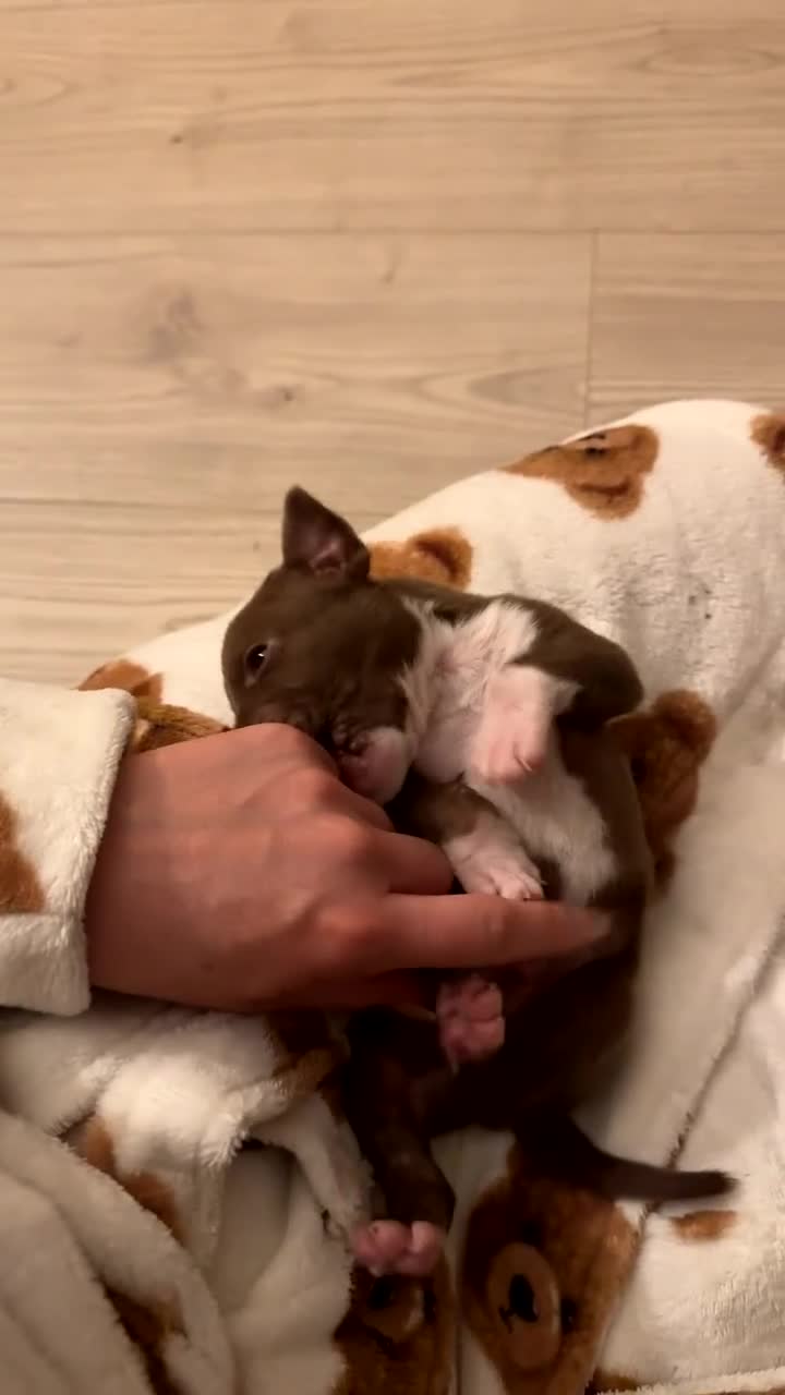 Mixed Breed dogs for sale: Pocket bully x old tyme bulldog puppy - Video 3