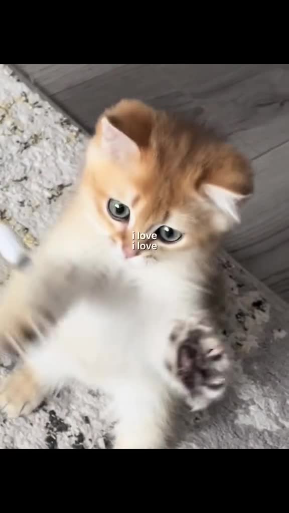 Brazilian Shorthair cats for sale: British short hair kitten (Mochi NY11) in Leeds - Video 1