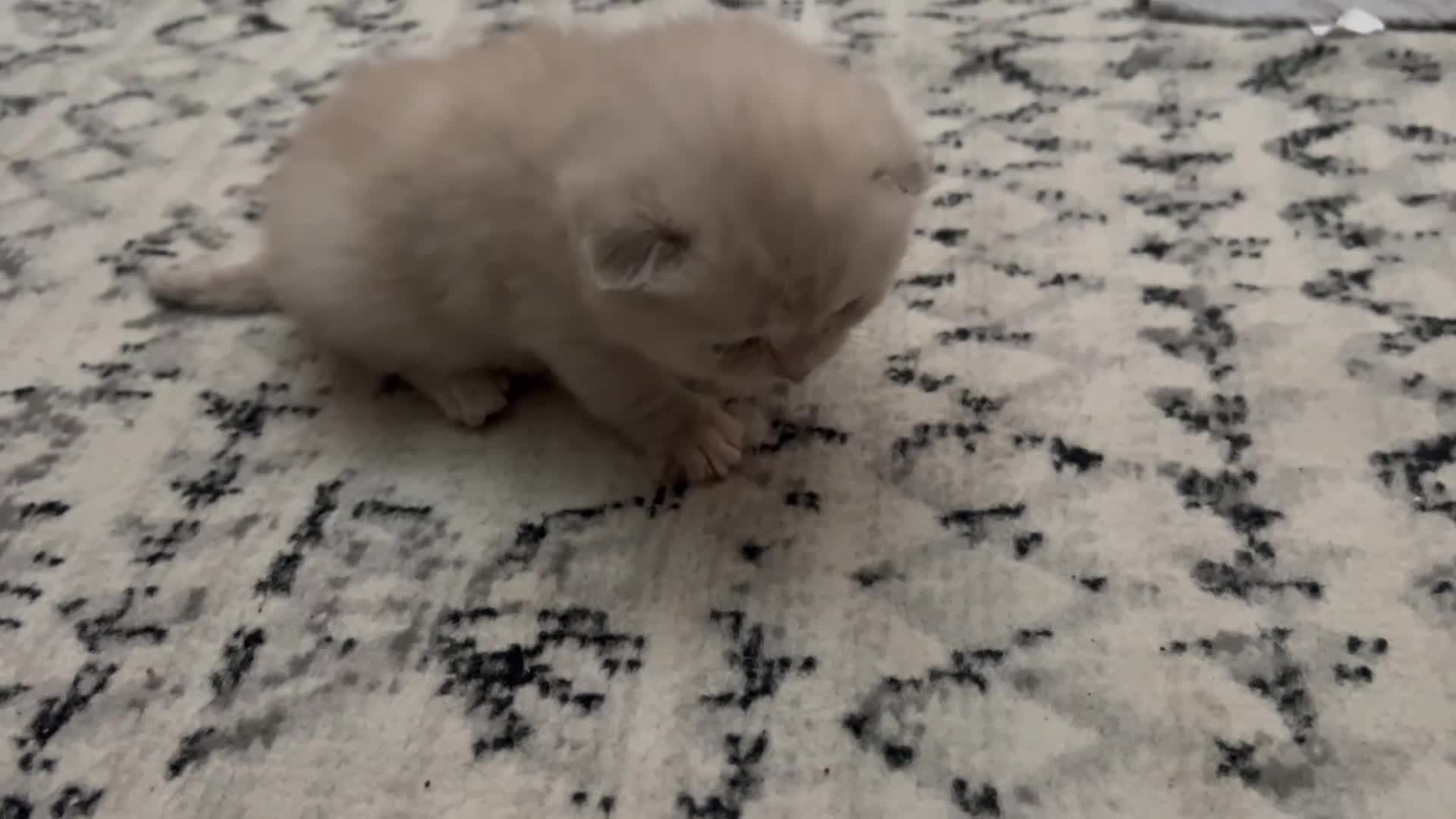 Scottish Fold cats for sale: READY TO RESERVE!! Stunning Scottish Fold Kittens  - Video 2