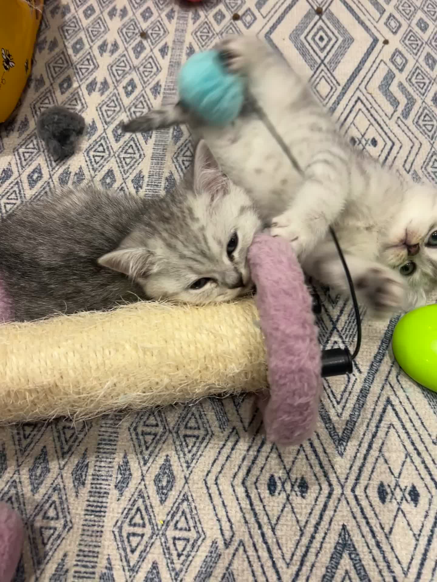 British Shorthair cats for sale: GCCF recommended breeder kittens BSH  - Video 2