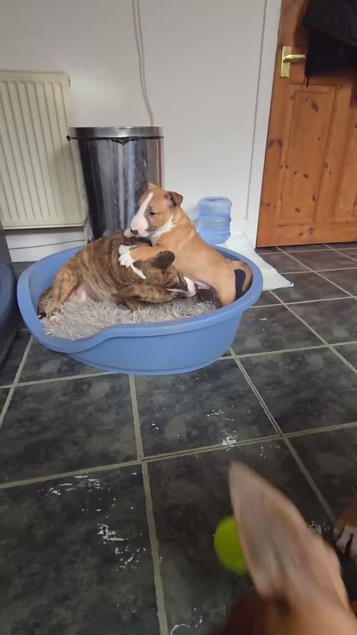 Miniature Bull terrier dogs for sale: Fawn and White MBT Boy - Video 3