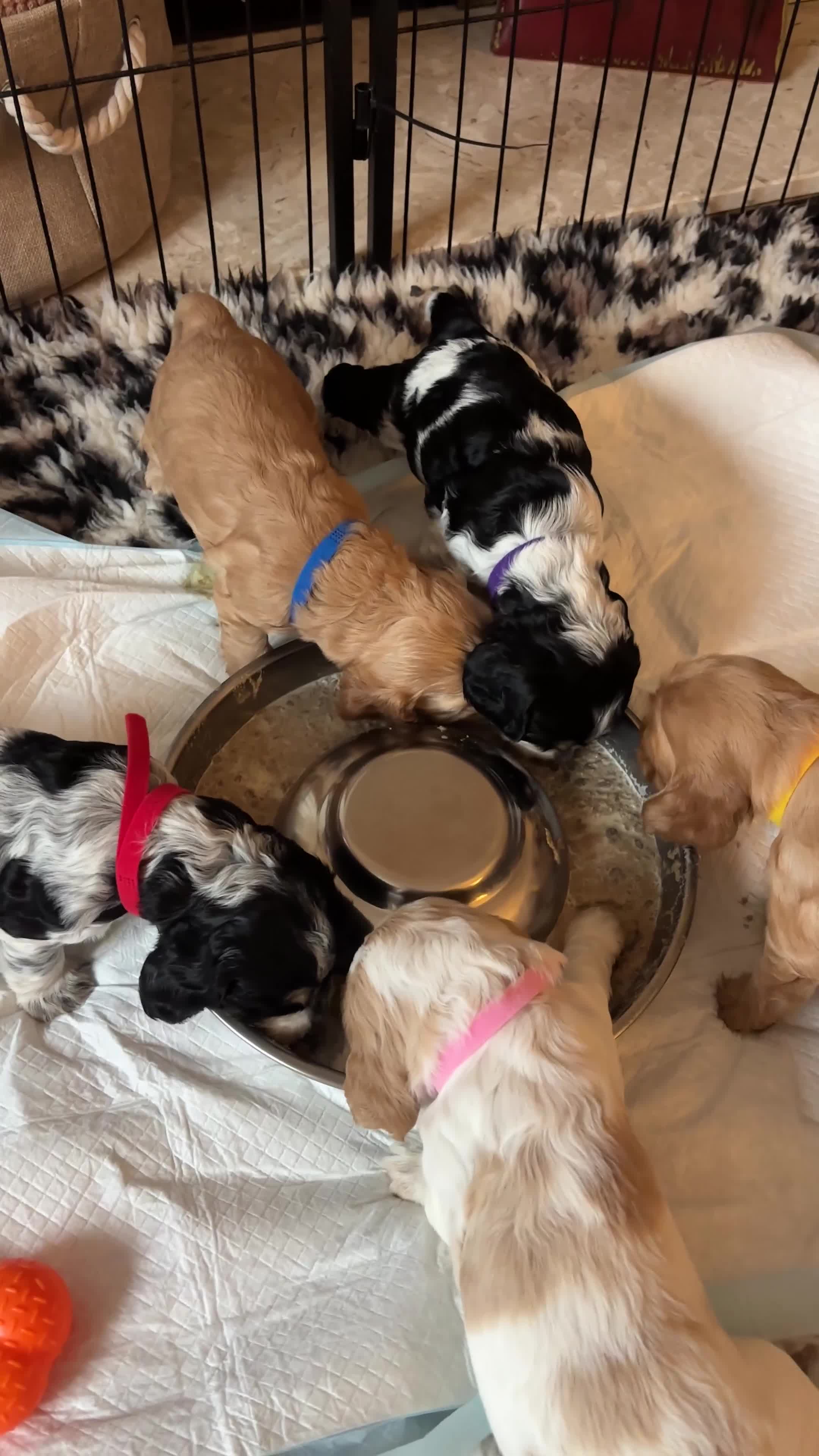 Cocker Spaniel dogs for sale: KC Reg Show Cocker Rizi Bizi bloodline Puppies - Video 1