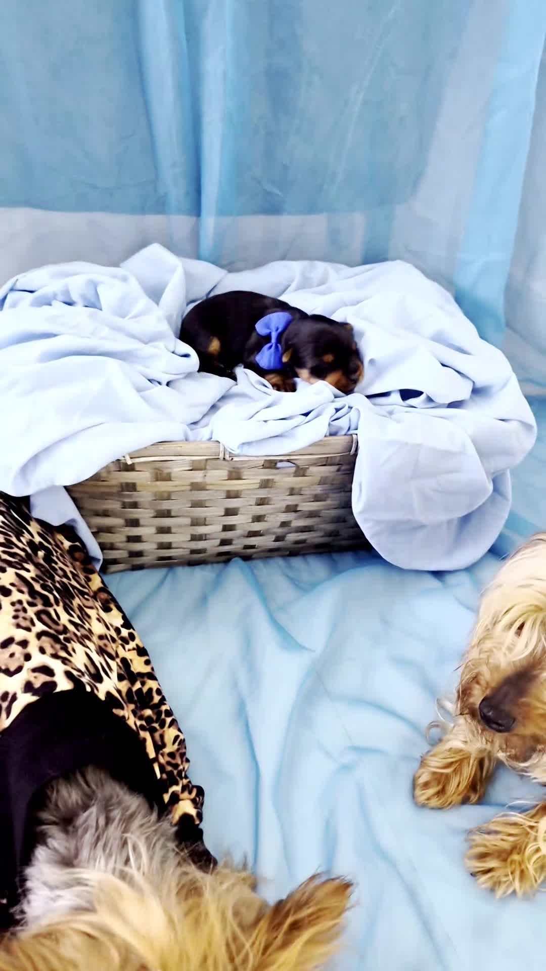 Yorkshire Terrier dogs for sale: Beautiful 7-puppies Yorkshire Terrier - Video 2