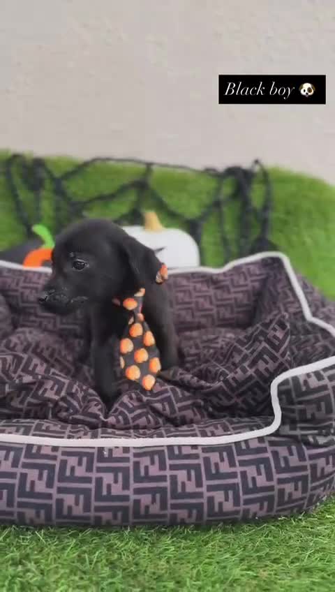 Labrador Retriever dogs for sale: Labrador pups  - Video 2